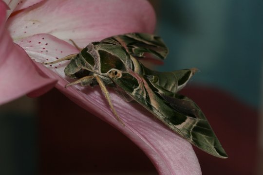 Oleander Hawk Moth On Lfower