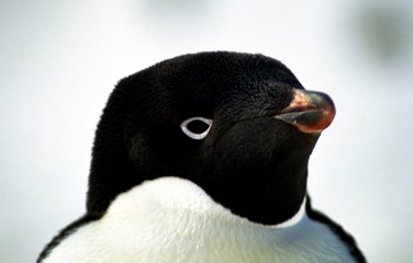 Portrait d'adélie © Fabrice BEAUCHENE
