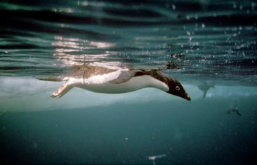 Zelfklevend Fotobehang Adélie net onder water © Fabrice BEAUCHENE
