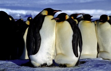 Beau couple d'empereur en couvaison