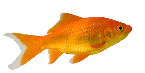 goldfish © Guy Sagi
