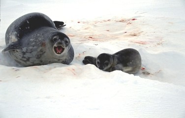 Maman phoque protectrice © Fabrice BEAUCHENE