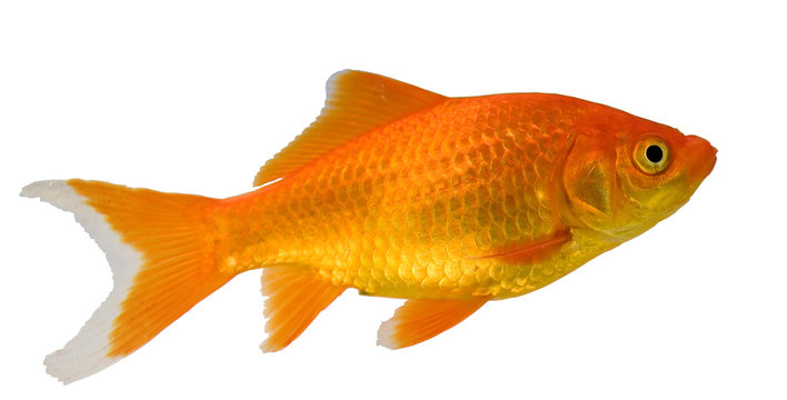 goldfish