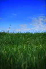 Fototapeta premium Grass and sky