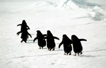 Foto auf Acrylglas Antarktis Adelies kein Weg