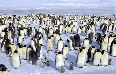 Cercles muraux Pingouin Colonie d'empereurs