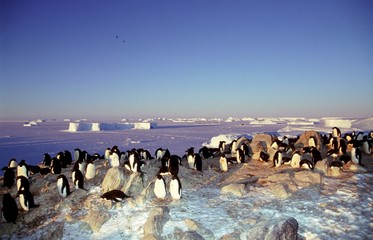 Ad&eacute;lie devant banquise