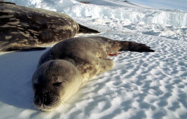 Bébé phoque avec cordon © Fabrice BEAUCHENE