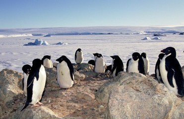 Banquise et Manchots adélie