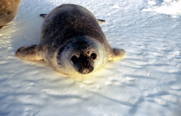 LE b&eacute;b&eacute; phoque