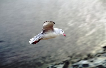 Fulmar en vol