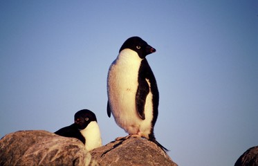 Adélie sur cailloux © Fabrice BEAUCHENE