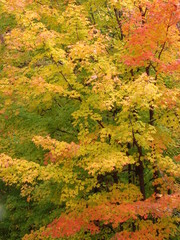 Fall Foliage Background