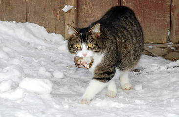 Katze mit  Maus im Maul