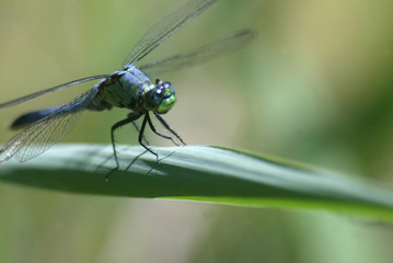 Dragonfly