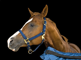 Obraz premium Portrait of a horse