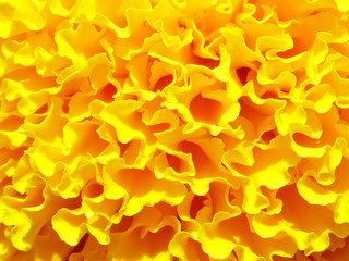 yellow close-up saffron