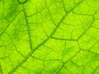 Fototapeta na wymiar green close-up leaf