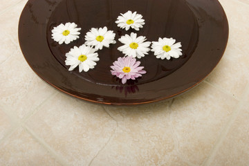 Daisies in water