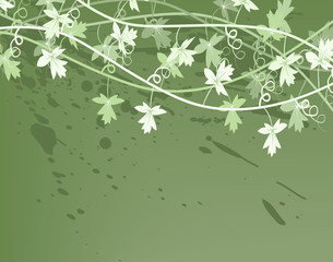 Vines © Adrian Hillman