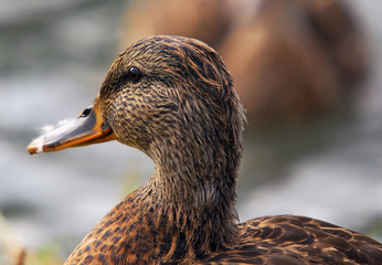 Fototapeta premium Duck