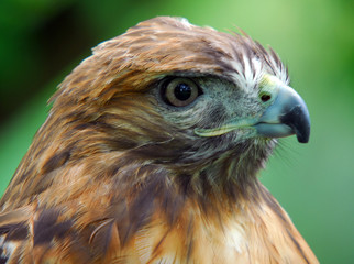 Fototapeta premium Hawk