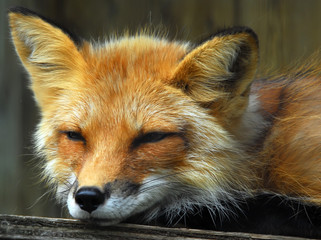 Red Fox