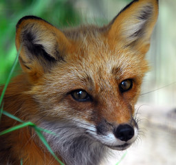 Red Fox