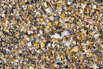 Seashells background
