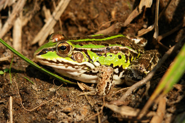 frog