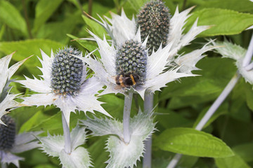 Bee on white thistle
