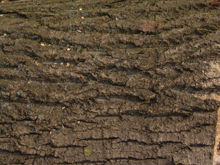Bark of a tree