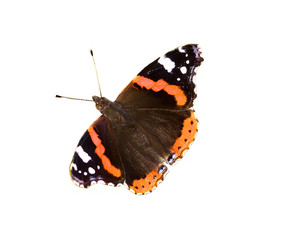 isolated black butterfly
