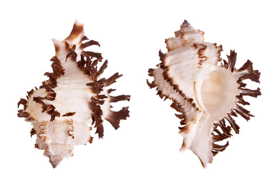 Murex Seashells