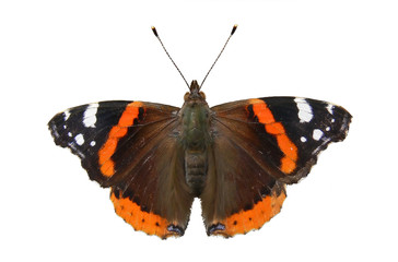 Butterfly Vanessa atalanta