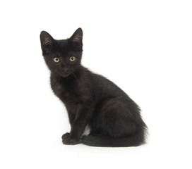 Black kitten on white background