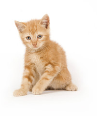 Obraz premium Yellow kitten ready to play