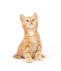 Yellow kitten ready to play