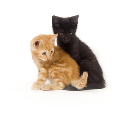 Fototapeta premium Yellow cat sitting on lap of black cat