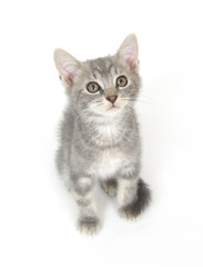Fototapeta na wymiar Gray kitten on white background