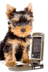 The puppy with a mobile phone