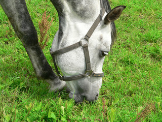 Grasendes Pferd