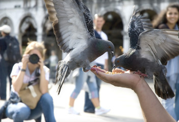 pigeons of st. marco
