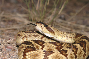 Black-tailed Rattler