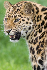 Fototapeta na wymiar Portret leopard