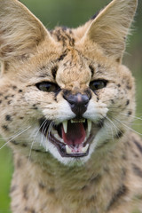 serval snarling