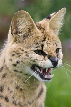 Serval teeth bared