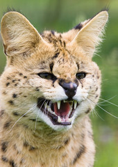 Serval snarling