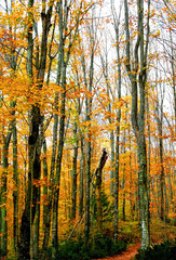 Tall Autumn Trees