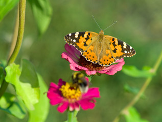 orange butterfly and bee